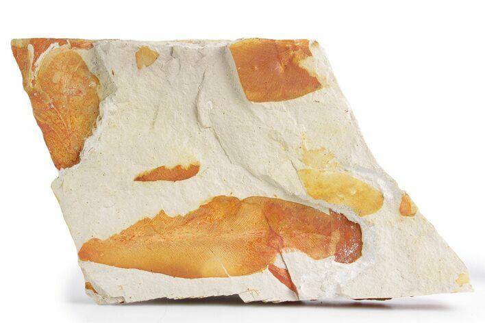 Fossil Seed Fern (Glossopteris) Plate - Australia #358521